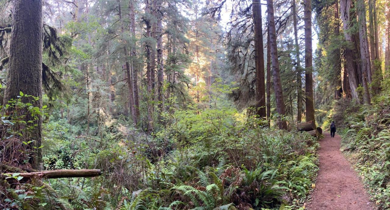 Glamping In The Redwoods With A Hot Tub! Hotel Гарбервил Екстериор снимка